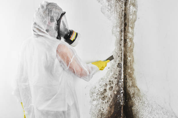 Best Commercial Mold Removal  in Woodland Park, NE