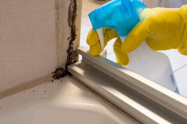 Best Mold Removal Process  in Woodland Park, NE
