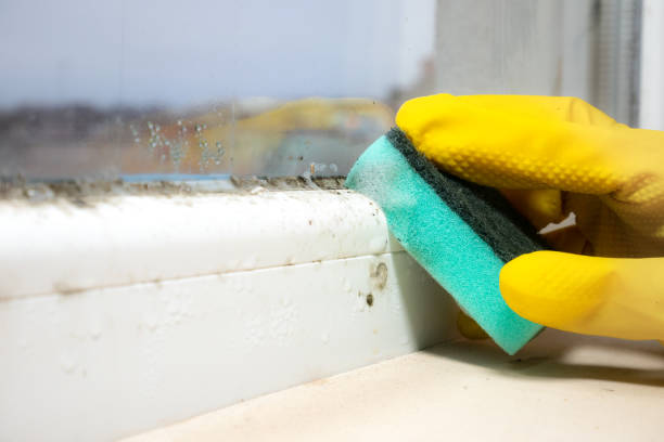 Best Home Mold Removal  in Woodland Park, NE