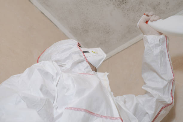 Best Black Mold Removal  in Woodland Park, NE