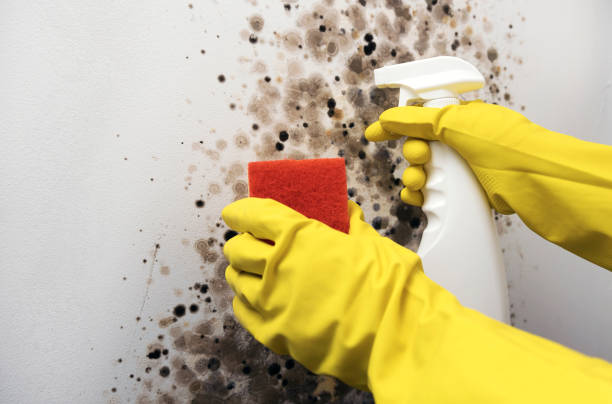 Best Certified Mold Removal  in Woodland Park, NE