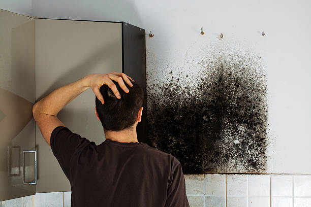 Best Mold Removal and Inspection  in Woodland Park, NE